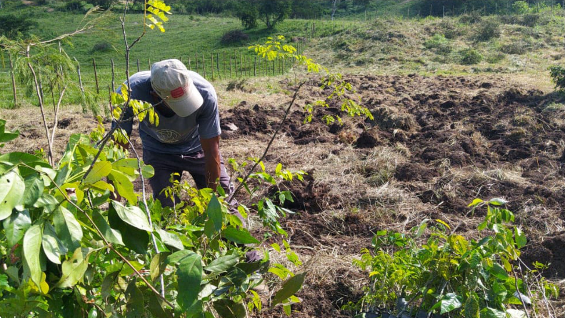 Reforestation operation in Brazil