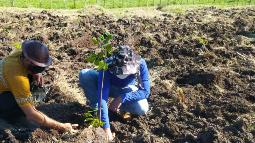 Reforestation operation in Brazil